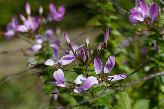 Jardin des Impressionnistes-097